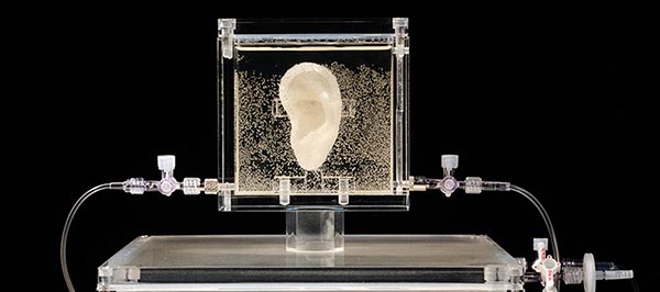 Słynne ucho Van Gogha – zostało wydrukowane z jego autentycznym DNA