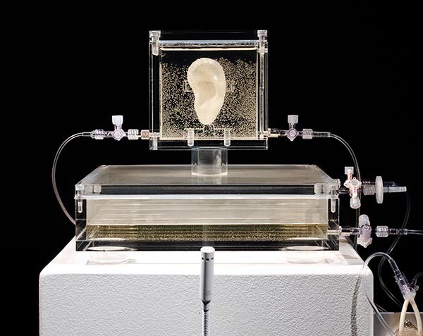 Słynne ucho Van Gogha - zostało wydrukowane z jego autentycznym DNA2