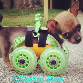 Niepełnosprawny piesek Chihuahua dostał wydrukowany wózek