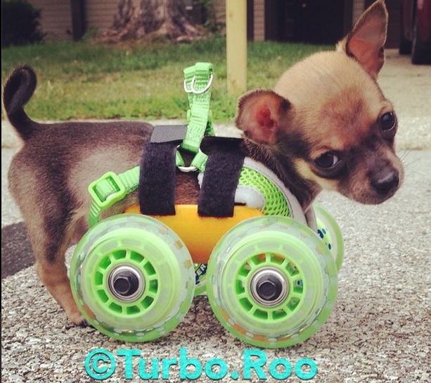 Niepełnosprawny piesek Chihuahua dostał wydrukowany wózek1